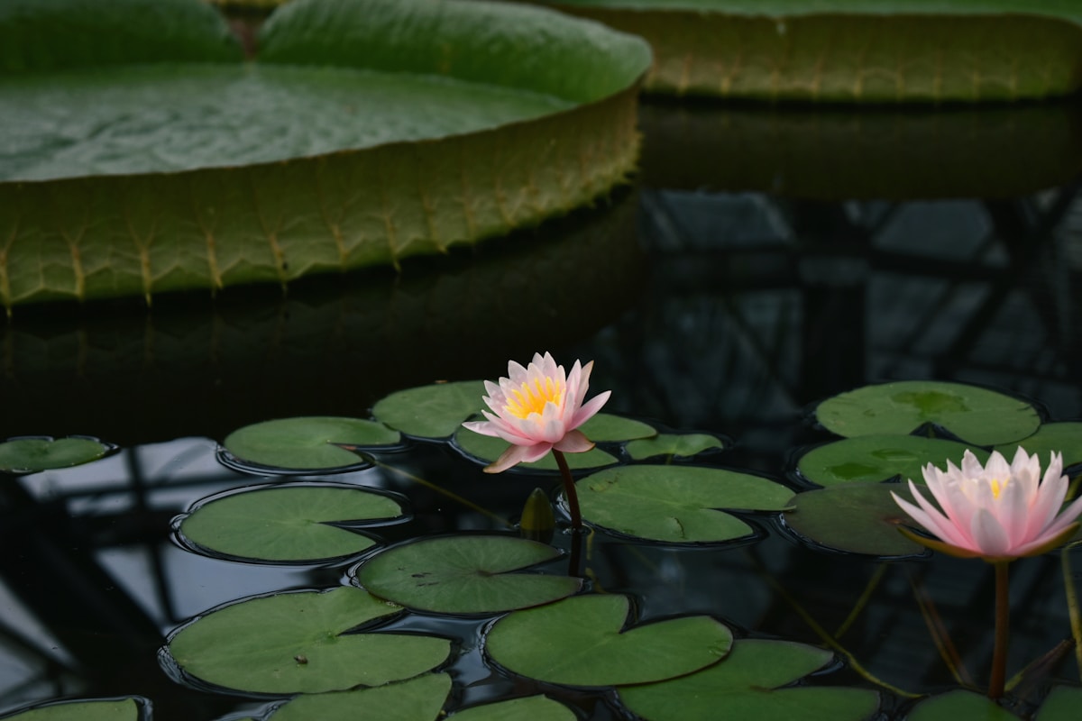 Seerosen und Wasserpflanzen in der biologischen Regenerationszone